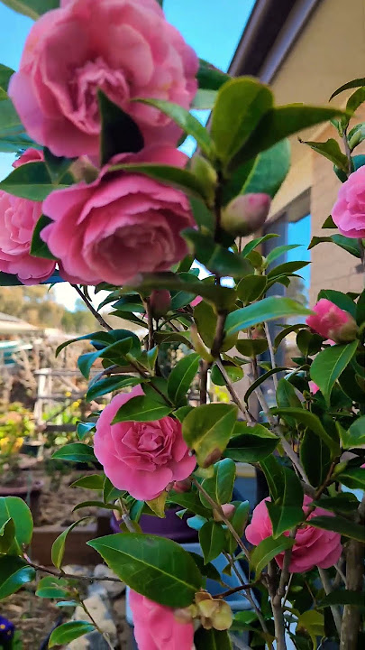 Gorgeous Debbie Camellia in bloom