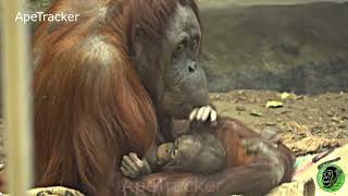 Baby Orangutan Back With Mom After Playtime With Big Brother 