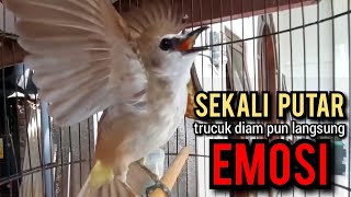 trucukan gacor NGEKEK TARUNG ropel panjang ini paling ampuh buat pancingan trucukan agar bunyi EMOSI