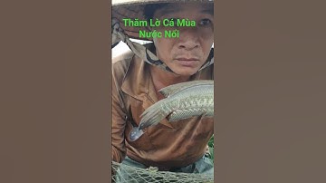 Thăm Lờ Dính Cá Lóc Đồng, Cá Rô Đồng #shorts #cálócđồng #cárôđồng
