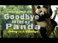 Goodbye Mister Panda Johnny The Raindrops Endangered Animals Song mp3