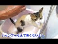 子猫が毎週シャンプーするとこうなります（5回目のシャンプー）
