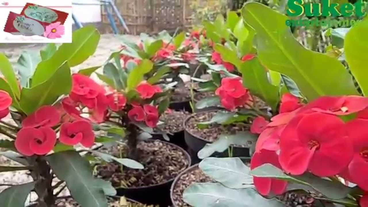 Peluang Usaha Tanaman  Hias  Euphorbia YouTube
