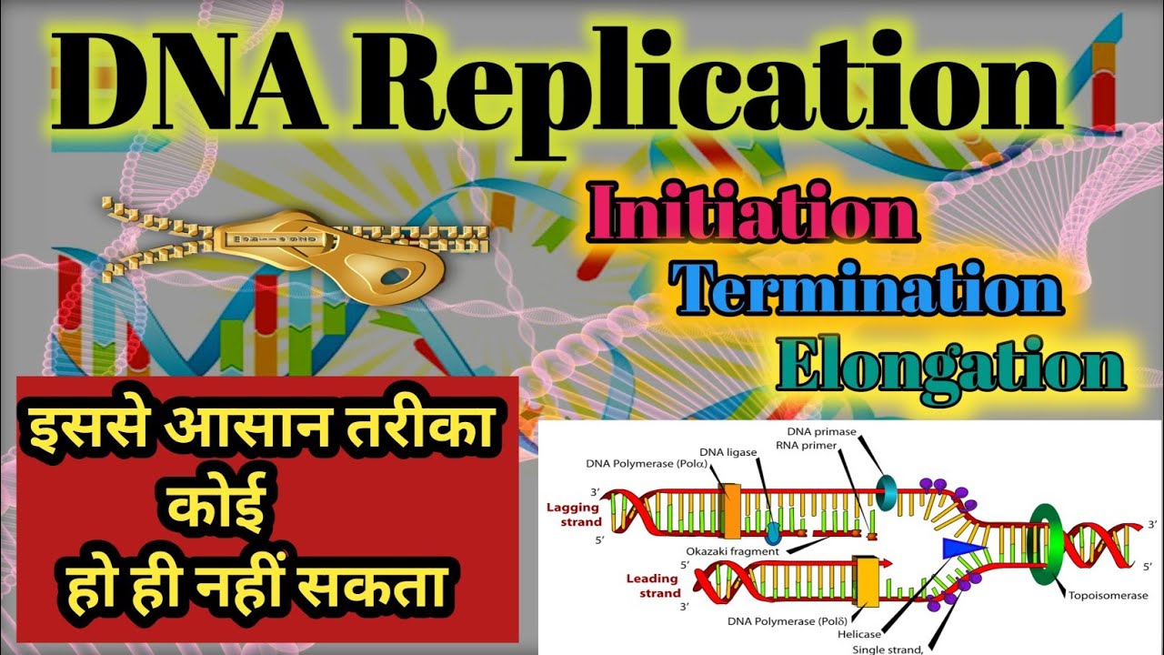 DNA Replication In Hindi Duplication Of DNA YouTube DNA Replication In Hindi Duplication Of DNA YouTube