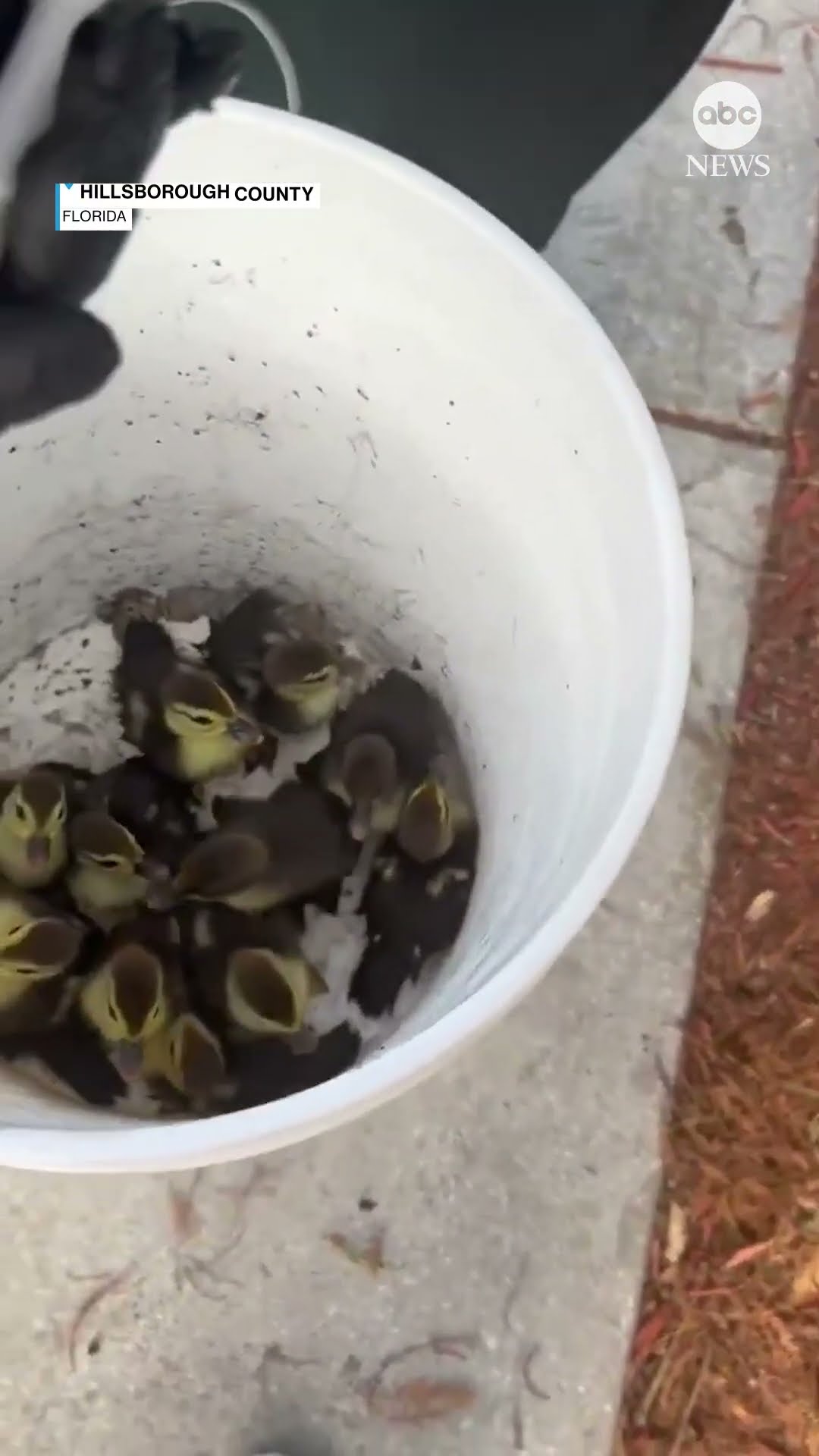 Deputies rescue ducklings from storm drain
