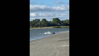 Dolphins Strand Feeding By Shore