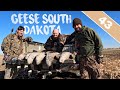 Epic goose field shoot  fast action in my first layout blind hunt