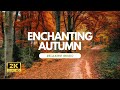 Incredible Fall Foliage - Best Autumn Nature Scenes from Around the World - Calming Music