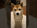バージョン2 良い子付き #shibainu #柴犬 #いぬ