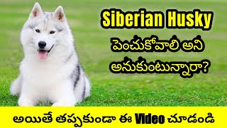 Siberian Husky Dog Complete Information in Telugu | Pets TV Telugu