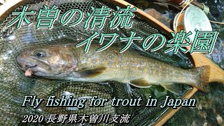 いっぱい いるじゃん! 木曽の清流にイワナの楽園を見た!! 【 渓流 フライフィッシング 】 いっぱい いるじゃん! 木曽の清流にイワナの楽園を見た!! 【 渓流 フライフィッシング 】