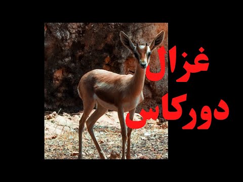 غزال دوركاس الذي ي عرف أيضا باسم العفري وغزال الأريل