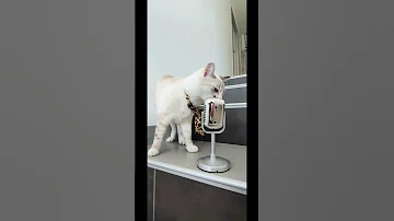 Tenge Shorts Music Dance Funny Shortsviral Cute Song Shortsongs Cutecat 