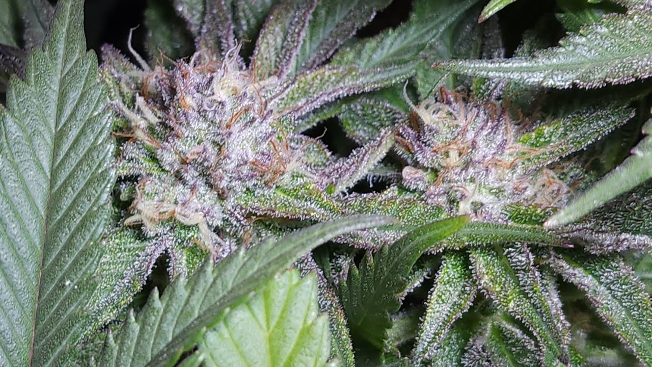 full garden tour for Friday February 3rd, 2023