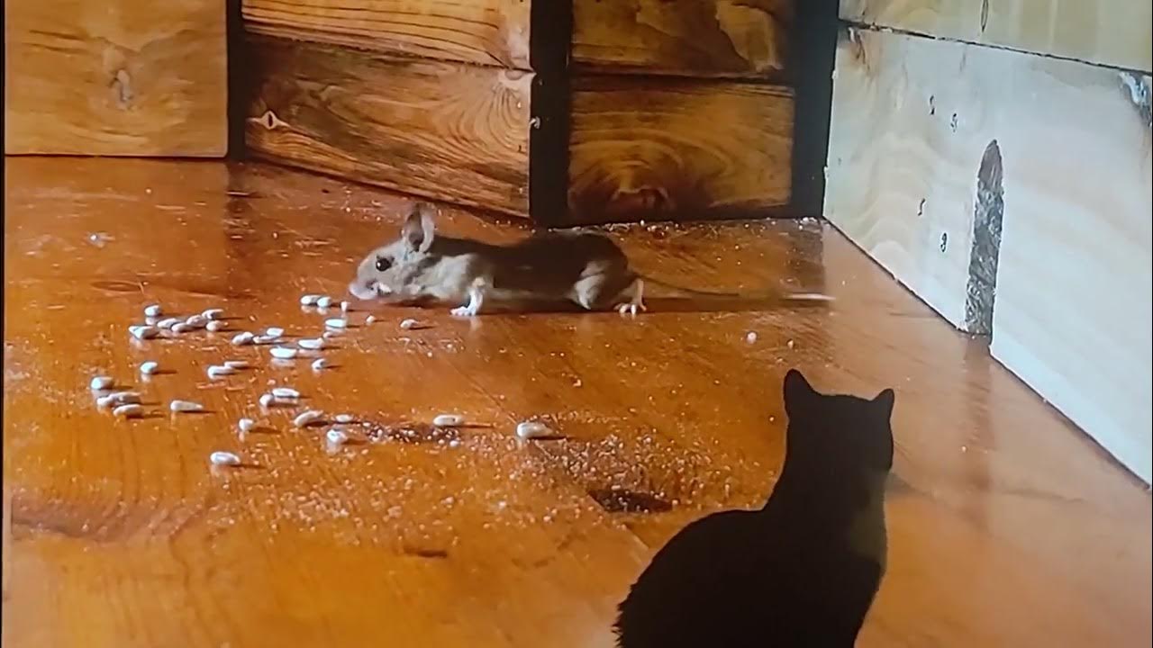 my cat watches cat tv YouTube