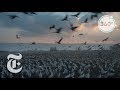 Feeding Half A Billion Migrating Birds At Israel Rest Stop | The Daily 360 | The New York Times