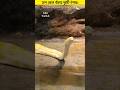 সাপ থেকে বাঁচার দুইটি উপায়। 🤯 #shorts #snake