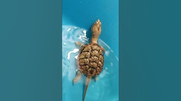 Hypo common snapping