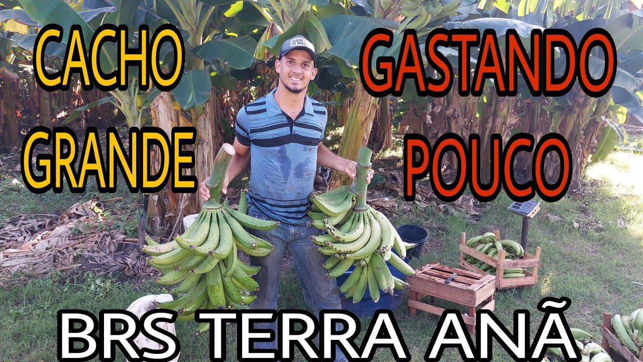 BRS TERRA ANÃ como produzir cacho grande gastando pouco confira