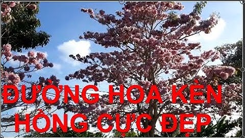 Khám Phá Trải Nghiệm Đường Hoa Kèn Hồng Châu Thành Sóc Trăng Cực Đẹp | Sông Nước Miền Tây