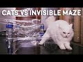 Cats vs Invisible Maze