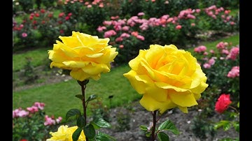 SO SÁNH HEIDEGGER VỚI SIÊU HÌNH HỌC, Trần Công Tiến