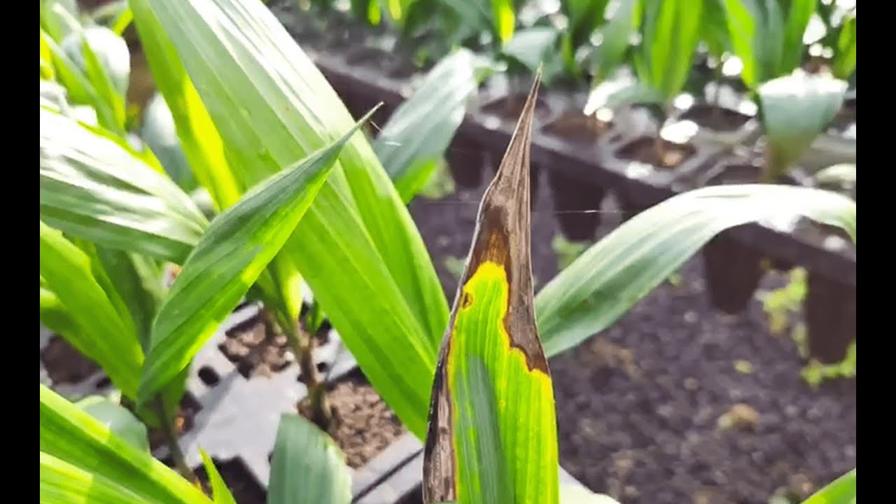 Anthracnose Disease In Oil Palm Plantation YouTube