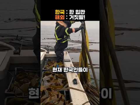 한국인들 표적에 들어온 역대급 다시마 thumbnail