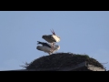 White Storks nesting