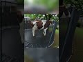 Cow Tries Backyard Trampoline… Guess She’s Making a Milkshake! 😂🥛