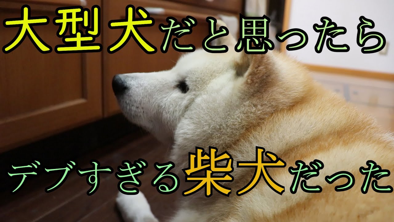 デブ柴犬あいちゃんの砂糖だと思っていたら塩だった系勘違い Youtube