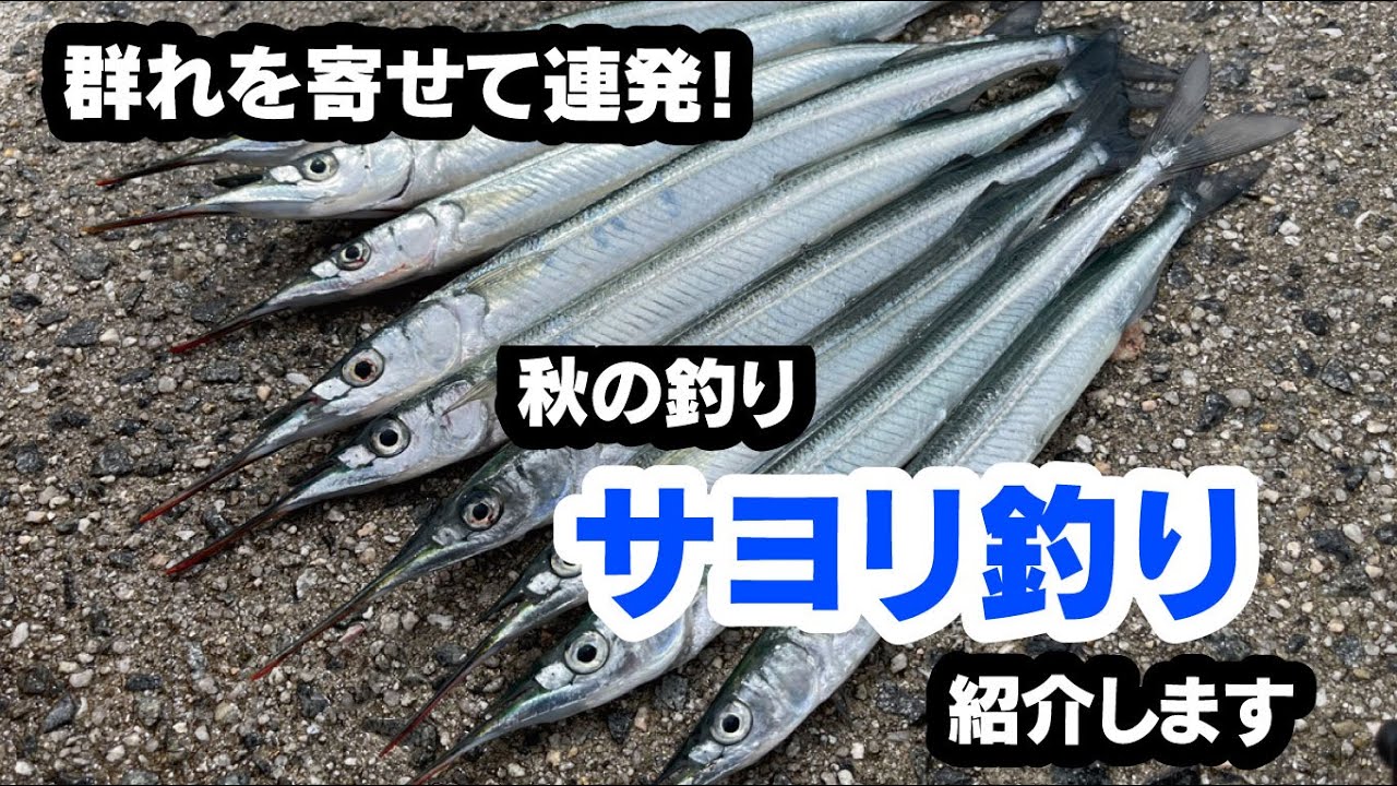みんなの釣り入門 サヨリ釣りに挑戦しませんか Youtube