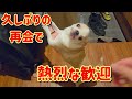 旅行帰りの家族を、数年ぶりの再会のように狂喜乱舞で喜ぶチワワ犬の様子🐶