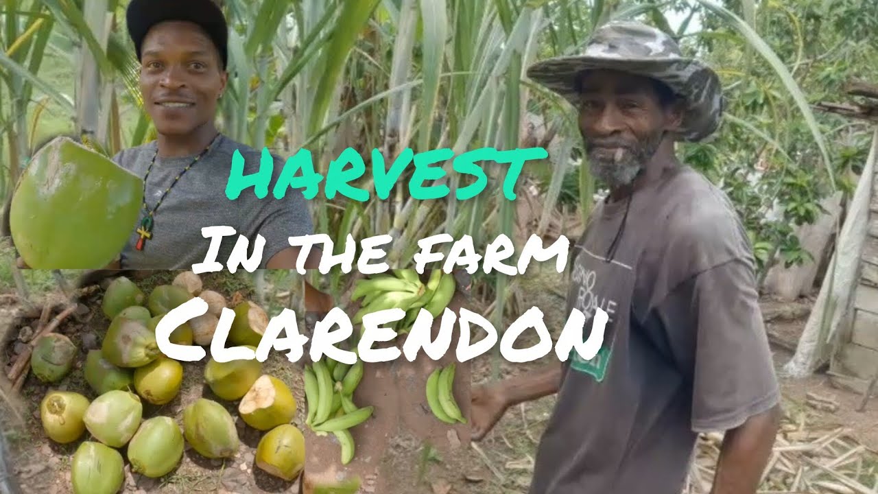 Экскурсия и сбор урожая на ферме в Кларендоне 🇯🇲 