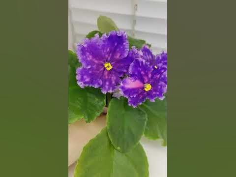 Фиалка ЕК-Капюшон Медузы - YouTube