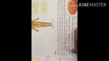 Science Class-5 Chapter-9 Nervous System (Brain and its Part) By Richa Srivastava