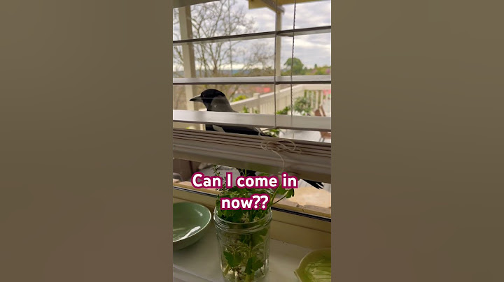Wild Australian Magpie has learnt a cheeky new trick! 🦜 #birds #funny