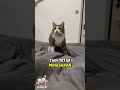 KUCING NYA LUCU TAPI TAKUT 😭🤣 #gtj #kucinglucu #kucing #subcribemychannel #pets #hewanlucu #cat