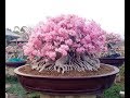 "ชวนชมเพชรบ้านนาต้นละ 1 ล้านบาท"  Amazing thai Adenium 1 million Baht