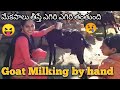 Goat Milking by Hand || Goat Milking || వామ్మో మేక పాలు తీయడం చాలా కష్టం బాబోయి
