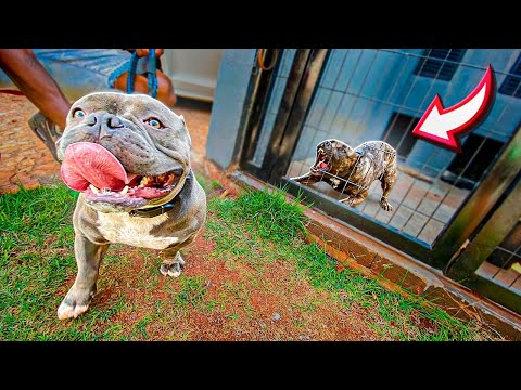 LEVEI O PAI DO MEU CACHORRO PRA CONHECER O RAMBINHO E O PIOR ACONTECEU!!