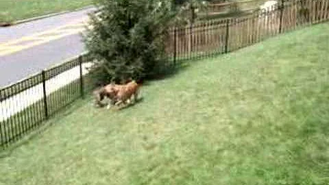 Boerboel play