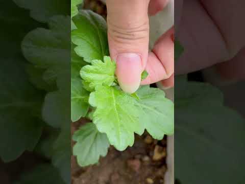 Video: Krysantemum koreansk: finesserne ved plantning, pleje, dannelsen af buske