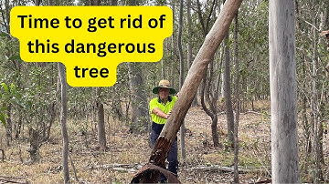 Felling A Widow Maker #dangeroustree