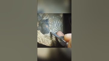 paralejurus trilobite #trilobite #fossils #ammonites