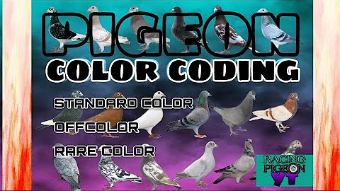 2022 RACING PIGEON COLOR CODING | Standard color / Offcolor / Rare color | Racing Pigeon YT - DayDayNews