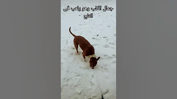 جمال الكلب وهو يلعب فى الثلج روووعه Music Song Explore اكسبلور Dog Dogs Shorts كلاب ثلج 