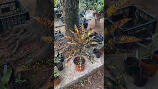 #plantas #croton #jardinagem