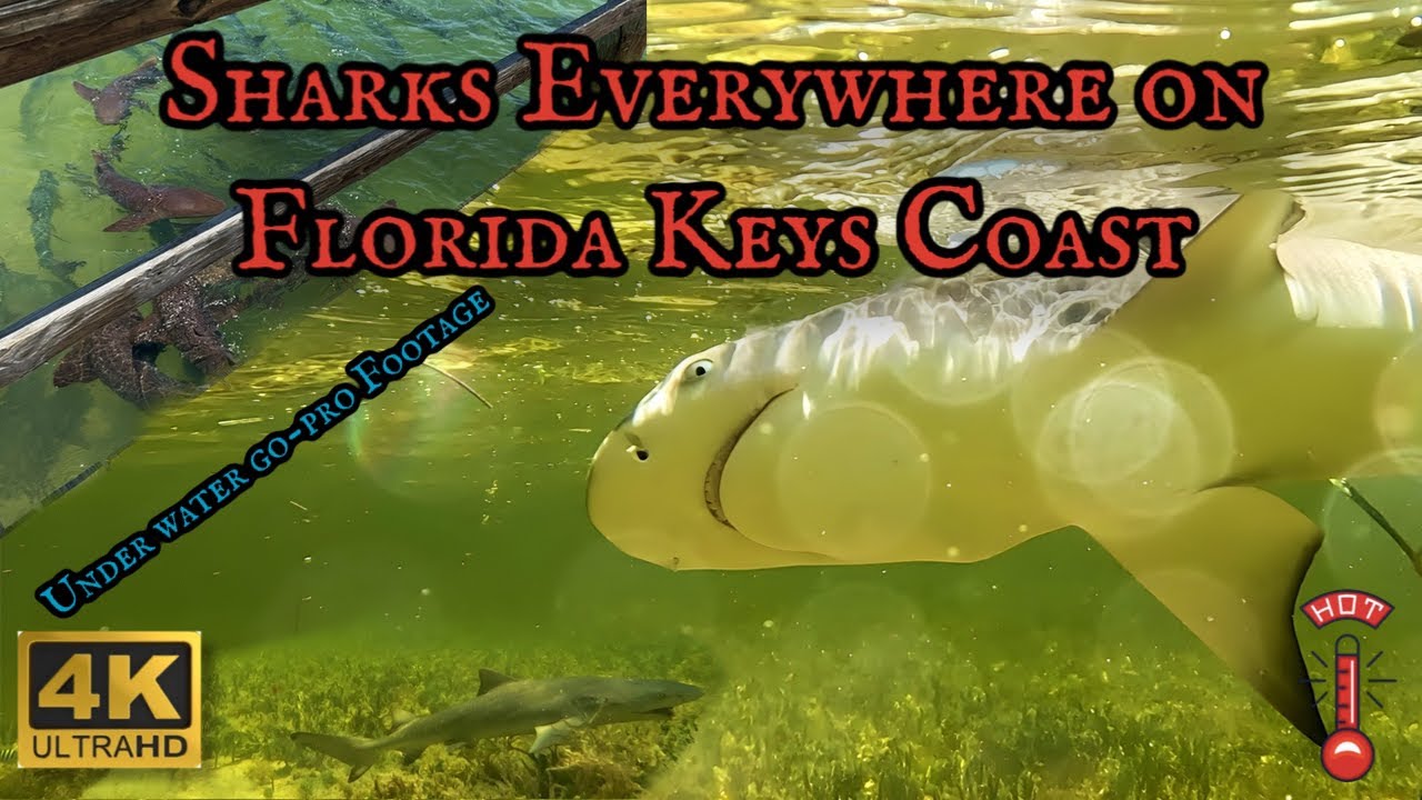 Is The 101 Degree Warm Water Temp Causing Florida Shark Attacks? Must