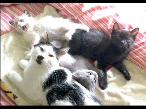 cats eating litter Shelter Video For The Foster Kittens